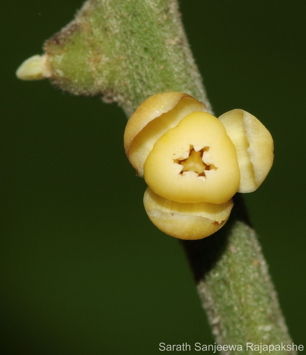 Aphanamixis polystachya (Wall.) R.Parker
